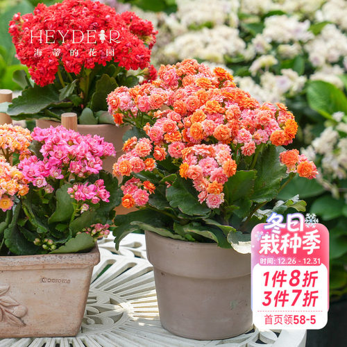 海蒂的花园长寿花盆栽重瓣大花