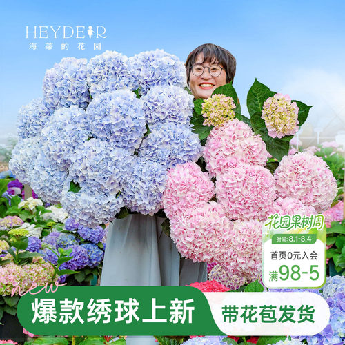 海蒂的花园绣球花苗盆栽无尽夏万华镜大花阳台花园庭院花卉植物