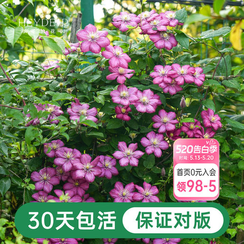 海蒂的花园铁线莲阳台爬藤盆栽苗