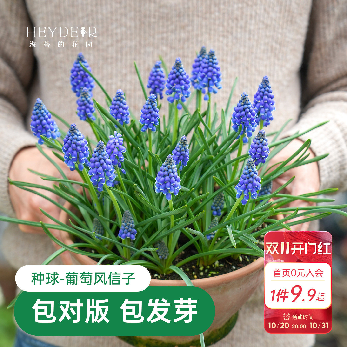 海蒂的花园葡萄风信子种球花卉多年生盆栽植物好养易复花球根裸球