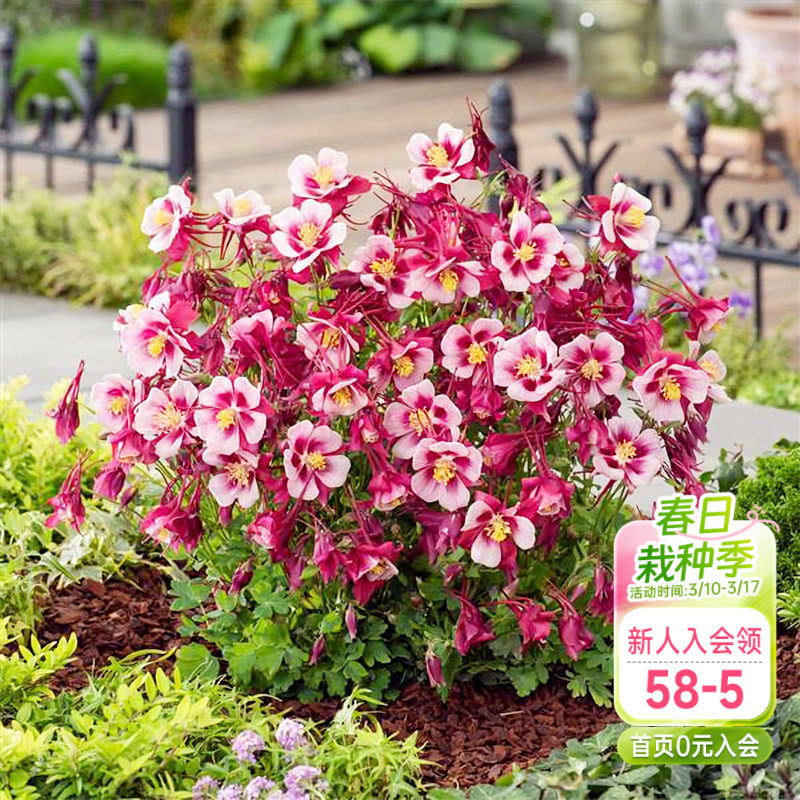 海蒂的花园大花耧斗菜花苗重瓣双色阳台庭院植物楼顶好养花卉盆栽