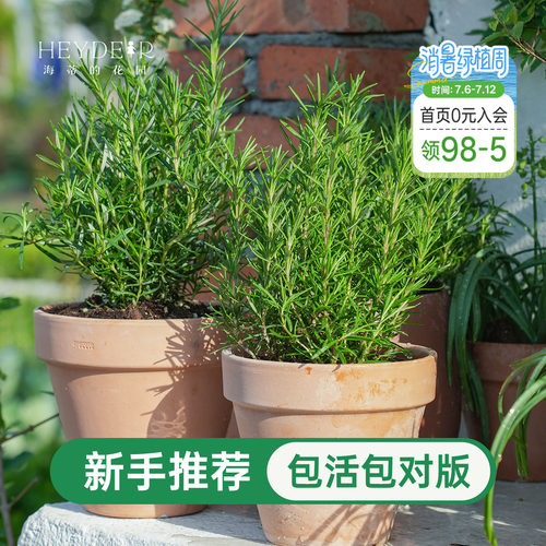 海蒂的花园迷迭香盆栽可食用室内绿植桌面阳台庭院老桩植物种植苗