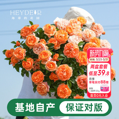 海蒂的花园月季花苗盆栽小苗爬藤玫瑰果汁阳台多季开花地栽花苗