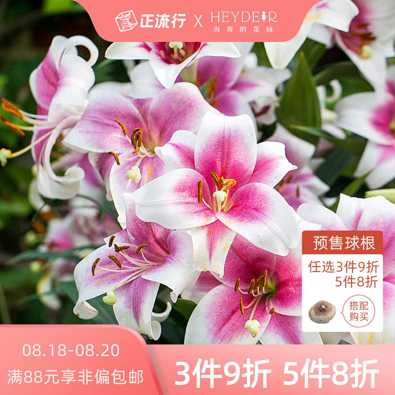百合种球 价格 怎么样 图片 百合种球 价格 怎么样 图片
