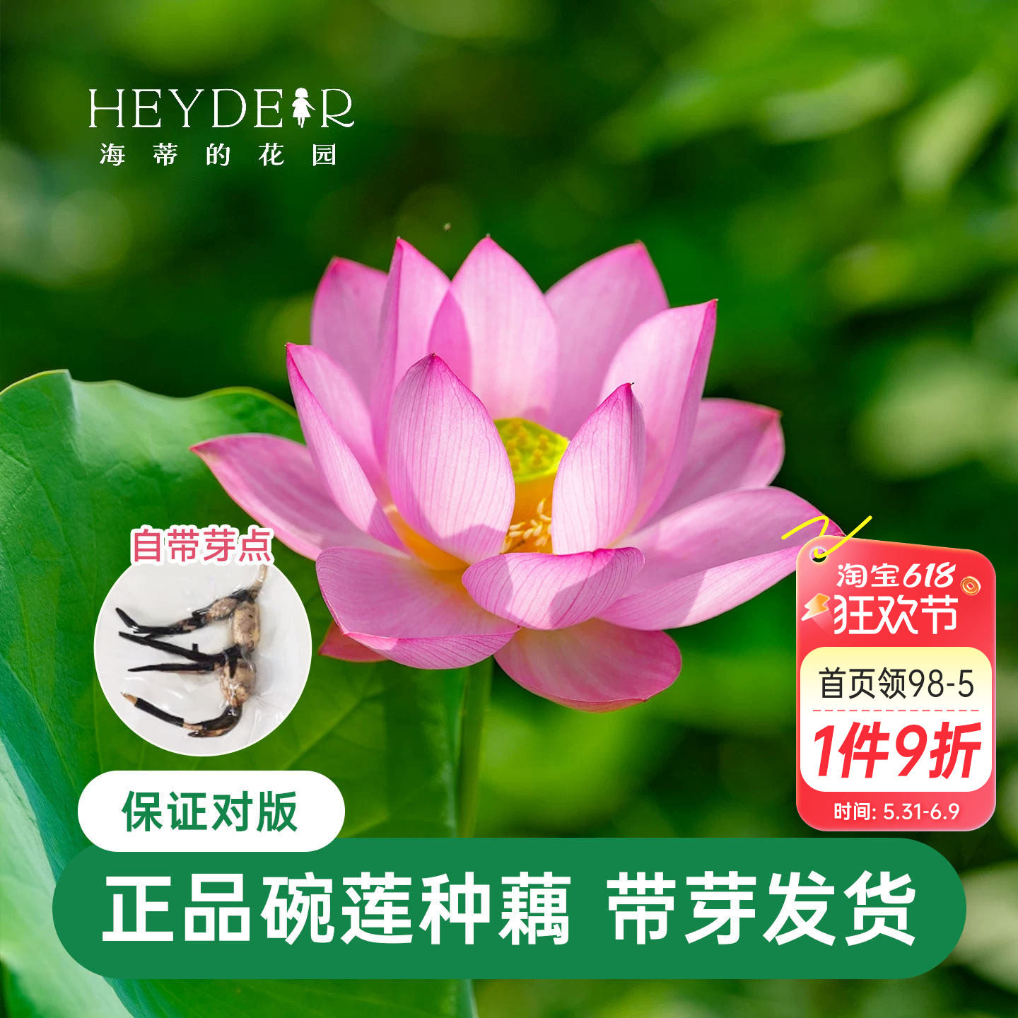 海蒂的花园 碗莲种藕荷花水培植物多年生水生花卉莲花水养裸根苗