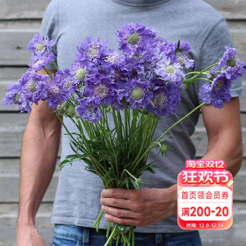 海蒂的花园蓝盆花阳台庭院花卉