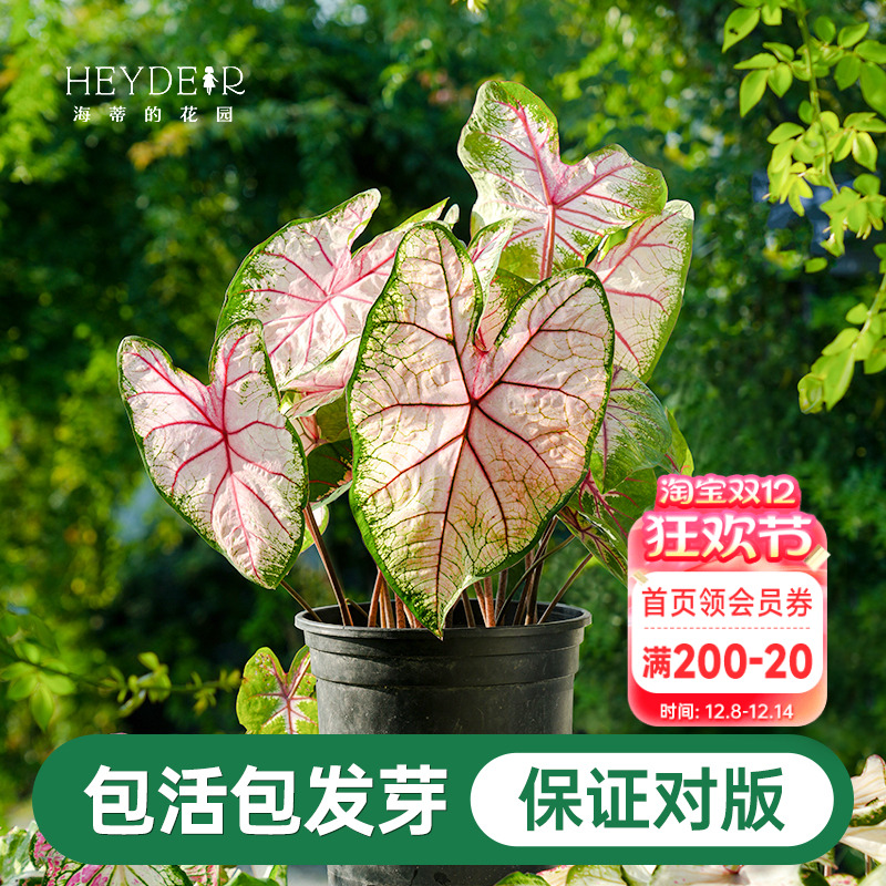 海蒂的花园彩叶芋种球粉色飞溅白色恋人桌面盆栽观叶植物室内绿植