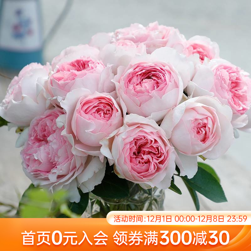 海蒂的花园伊芙乙女心胭脂香水浓香月季玫瑰庭院阳台植物花卉盆栽