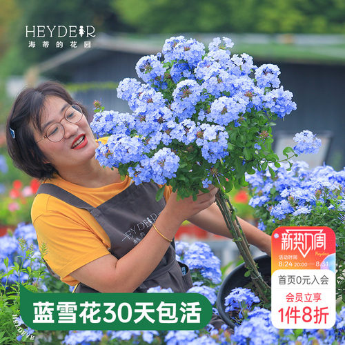 海蒂的花园蓝雪花盆栽耐热阳台可爬藤四季好养易活花卉植物室内花
