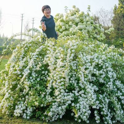 海蒂的花园锦带绣线菊喷雪溲疏鼠刺雪柳樱花耐寒耐冻花卉灌木植物