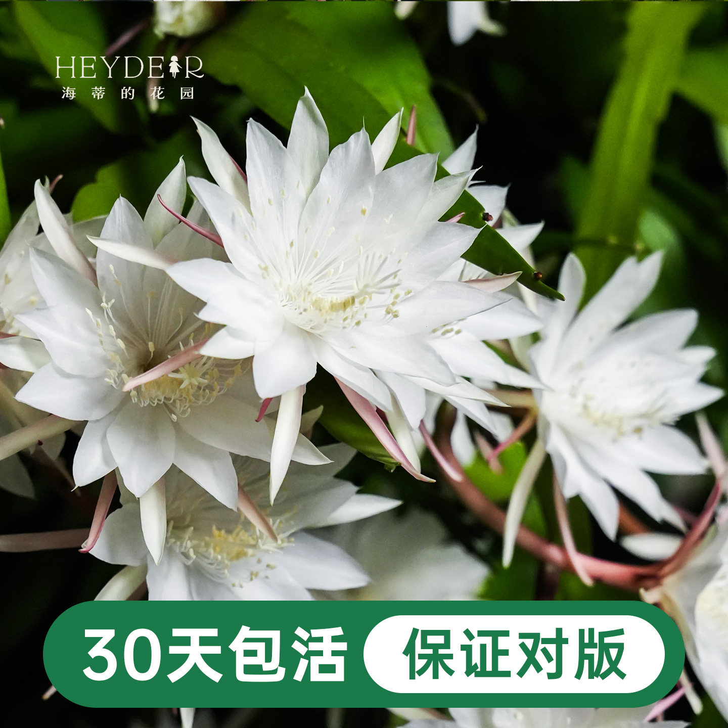 海蒂的花园昙花小叶卷叶趣味阳台庭院可垂吊植物耐阴花苗花卉盆栽