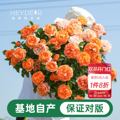 海蒂的花园月季花苗盆栽小苗爬藤玫瑰果汁阳台多季开花地栽花苗