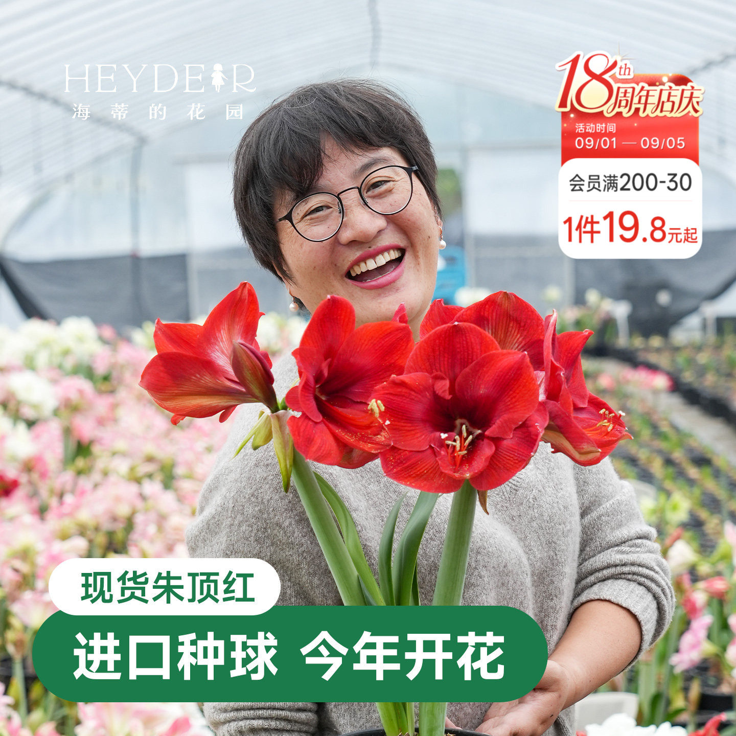 海蒂的花园秘鲁朱顶红室内开花图片