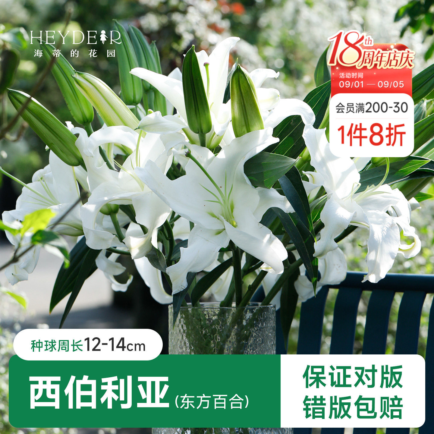 百合种球阳台盆栽品种图片