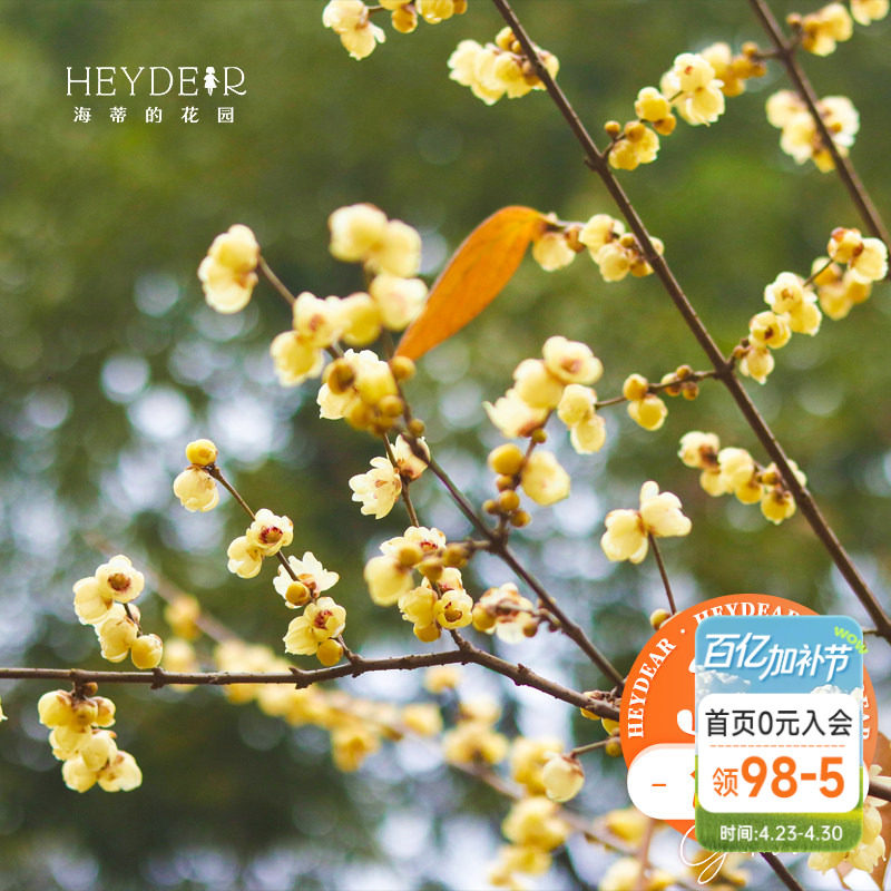 海蒂的花园 腊梅树苗盆栽冬季耐寒花卉植物盆栽庭院好养开花植物