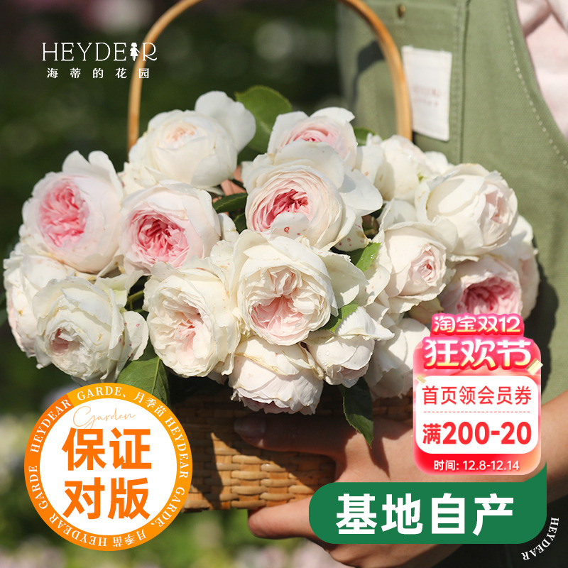 海蒂的花园公爵夫人浓香灌木月季