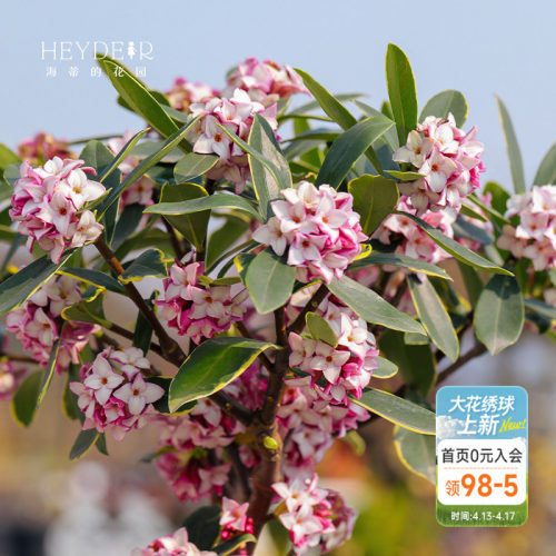 海蒂金边瑞香客厅花卉植物