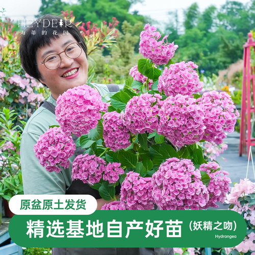 重瓣大花绣球圆润可调色