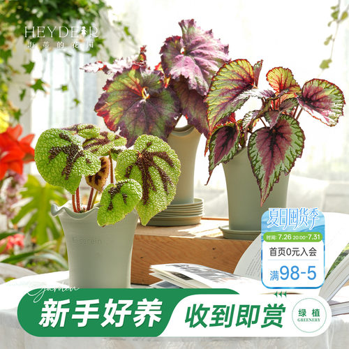 鸟巢蕨秋海棠海芋绿植盆栽带盆