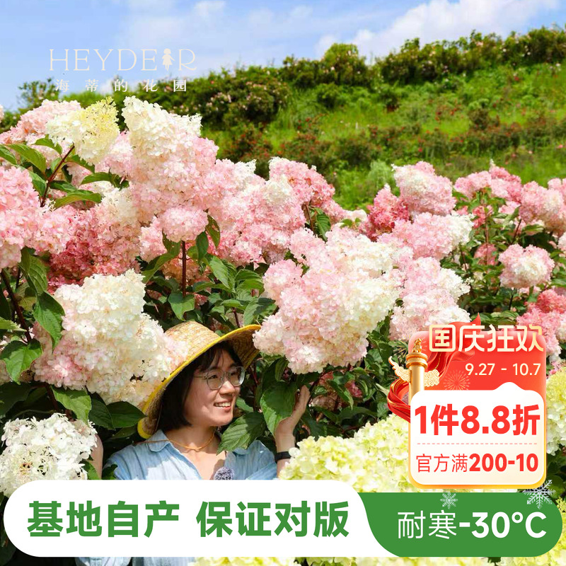 海妈北方耐寒耐旱植物花卉盆栽