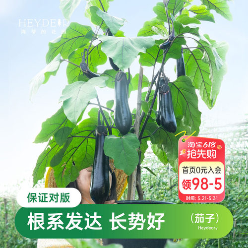 海蒂的花园茄子苗盆栽秧苗阳台蔬菜苗果蔬海妈