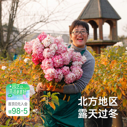 海蒂的花园白玉圆锥绣球木本植物