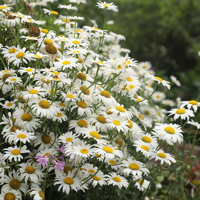 植物盆栽搭配价格 植物盆栽搭配图片 星期三