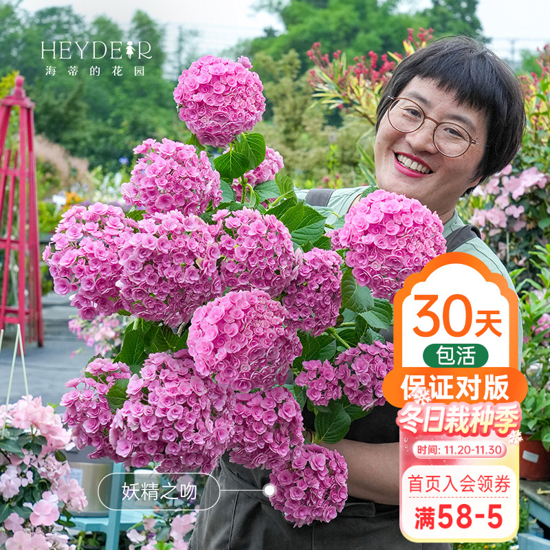 海蒂的花园重瓣绣球阳台盆栽