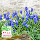 花园葡萄风信子种球花卉多年生盆栽植物好养易复花球根裸球 海蒂