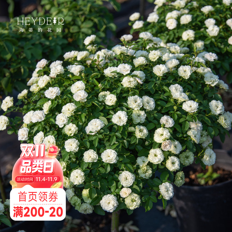 海蒂的花园 绿冰微型月季花量大夏季表现棒可做盆景花卉小苗盆栽