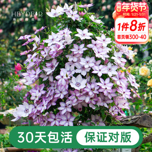 海蒂的花园铁线莲盆栽苗乌托邦倒影银币铃铛爬藤栅栏阳台花卉海妈