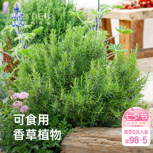 庭院花园迷迭香香草植物