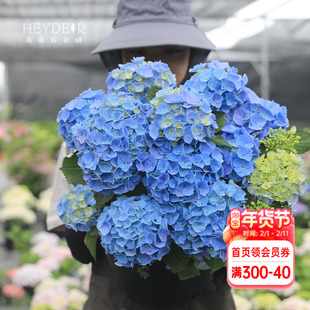 海蒂的花园 博登湖可调色大花绣球花八仙花阳台庭院好养花卉盆栽