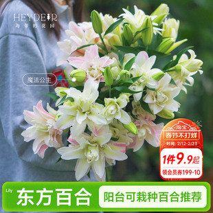 海蒂的花园成都总店香水东方百合种球进口球根盆栽阳台可栽种植物