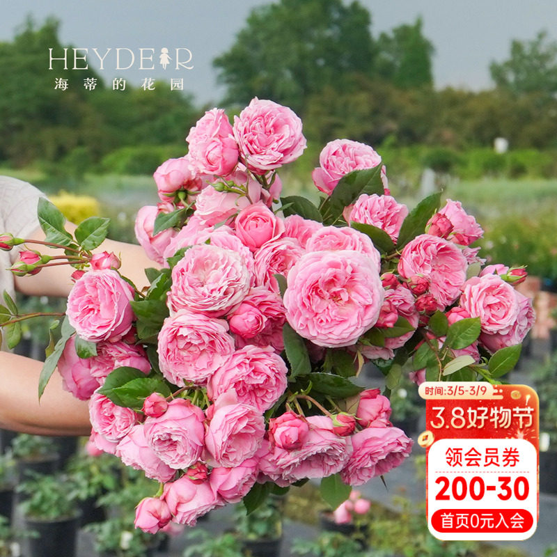 海蒂的花园 京 微型直立月季勤花开花机器适合阳台花卉盆栽苗