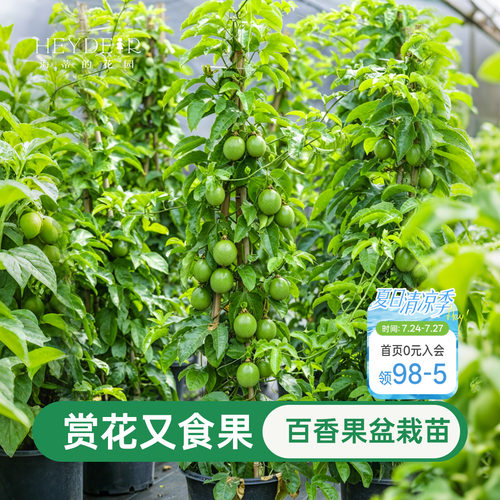 海蒂的花园百香果果苗观花观果