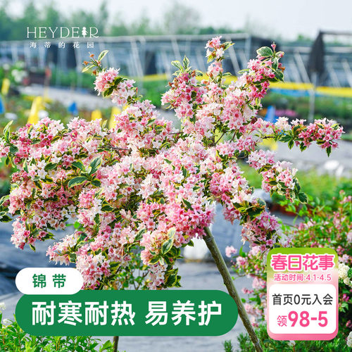 海蒂的花园花叶锦带春天爆花灌木
