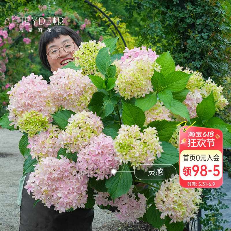 海蒂的花园绣球花盆栽花苗新品绣球上新阳台盆栽窗台绣球植物