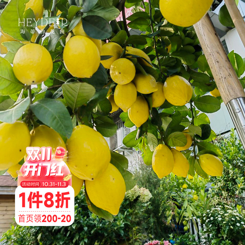 海蒂的花园香水柠檬家庭好养