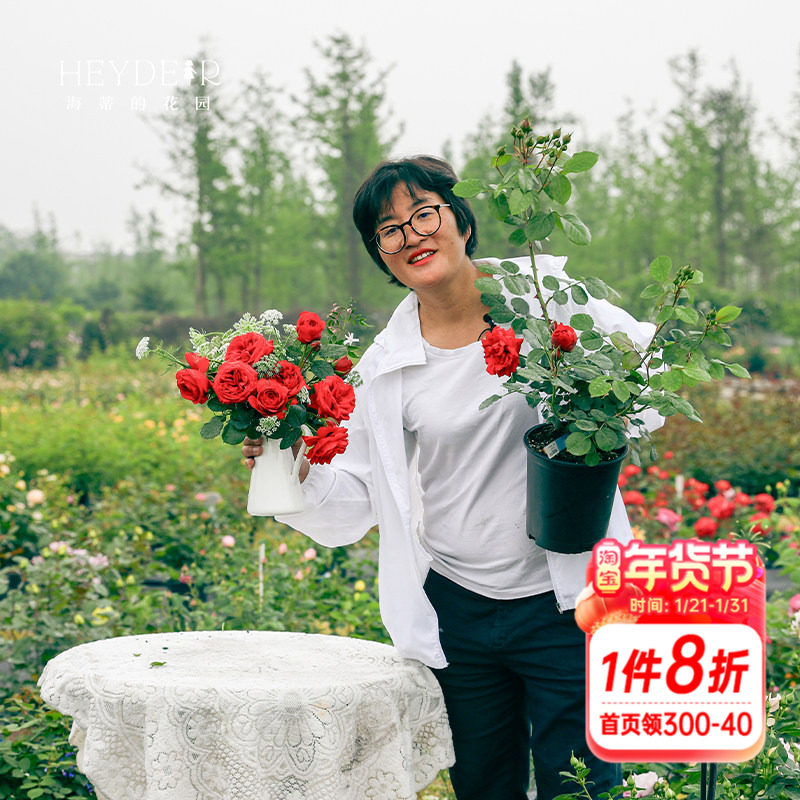 海蒂的花园红苹果灌木红色月季包子花型抗病室外阳台花卉植物,鲜花速递/花卉仿真/绿植园艺,月季/蔷薇/玫瑰,淘宝优惠券,粉丝福利购,淘宝优惠卷