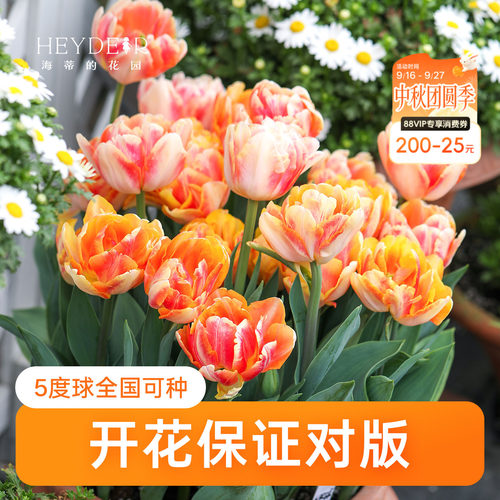 海蒂的花园郁金香种球狐步舞