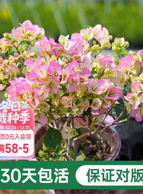 海蒂的花园三角梅盆栽爬藤灌木好养风景树植物阳台庭院花卉树苗