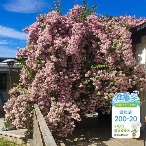 海蒂花灌木多年生猬实花卉