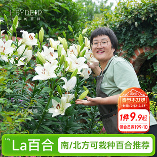海蒂的花园成都总店 LA百合种球进口球根香水庭院盆栽阳台植物