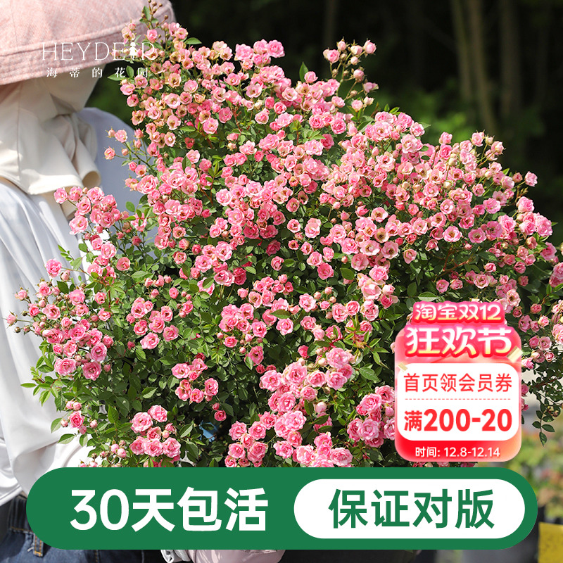 海蒂的花园超微月季室外多头