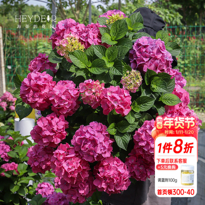 海蒂的花园绣球花苗罗西塔大花阳台庭院好养地栽树苗植物花卉盆栽,鲜花速递/花卉仿真/绿植园艺,绣球/木绣球/木本植物,淘宝优惠券,粉丝福利购,淘宝优惠卷