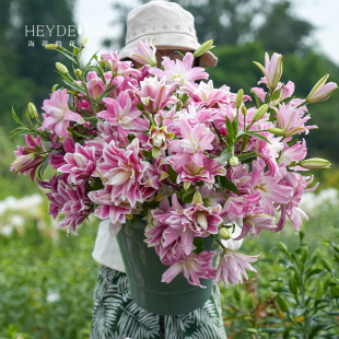 花园香水百合种球重瓣香水进口块根今年开花可盆栽阳台花园 海蒂