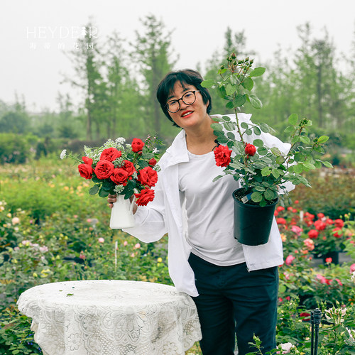 红苹果月季勤花红色玫瑰