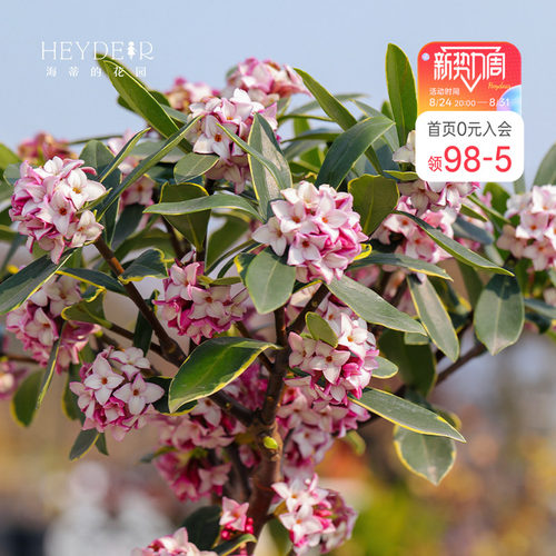 海蒂金边瑞香客厅花卉植物