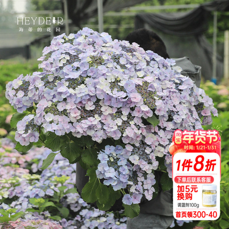 海蒂的花园姬小町平顶大花绣球花耐阴花量大室外盆栽花卉植物花苗,鲜花速递/花卉仿真/绿植园艺,绣球/木绣球/木本植物,淘宝优惠券,粉丝福利购,淘宝优惠卷
